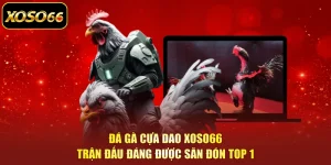Đá Gà Cựa Dao XOSO66 - Trận Đấu Đáng Được Săn Đón TOP 1
